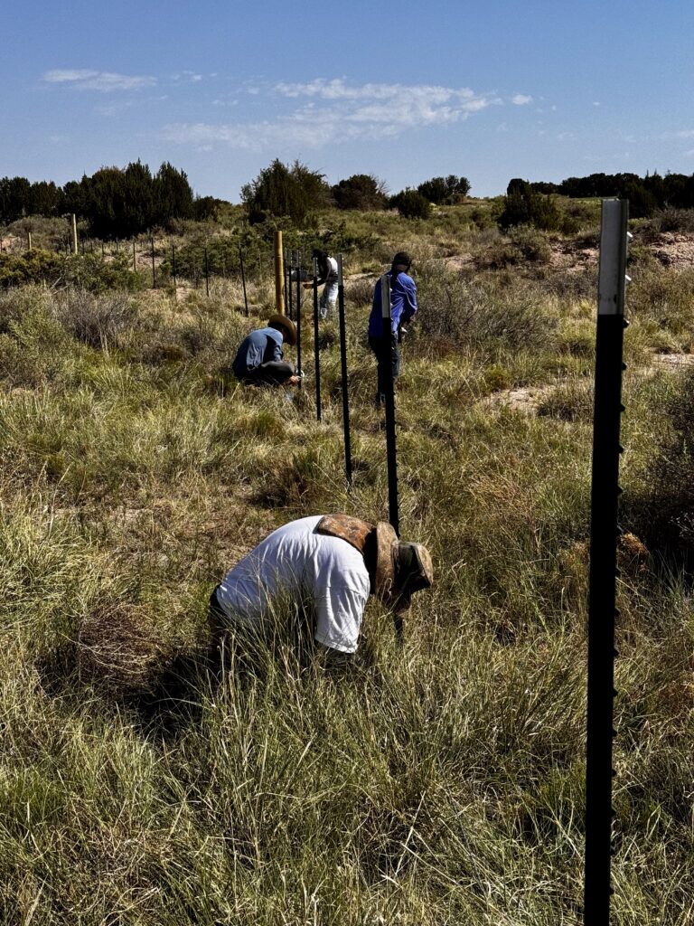 Four people installing a fence by tying wire around posts and hauling materials surrounded by tall grass and scrub brush plants.